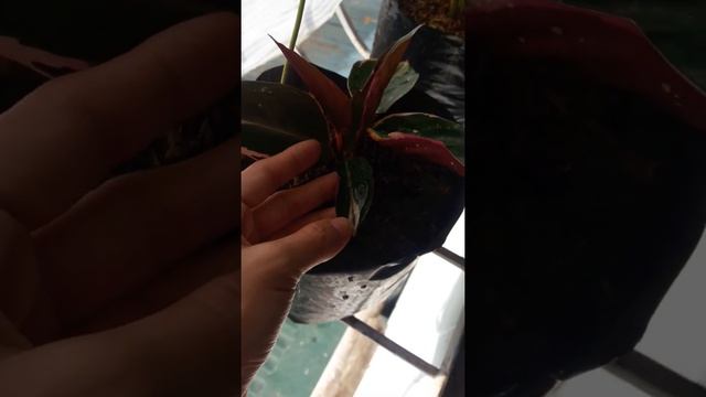 Calathea Triostar & Calathea Zebrina | Quick update 0.2