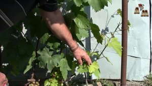 🍇 Прививка зеленым в зеленое. Часть 2 - Окулировка щитком вприклад. Результат прививок.