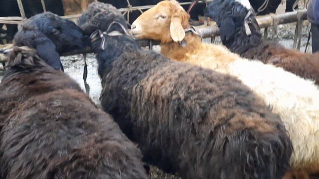 YOZYOVON QO'Y BOZORI NARXLARI | Bo'g'oz Bolali So'vliqlar narxlari