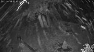 летающие плазмоиды или орбы