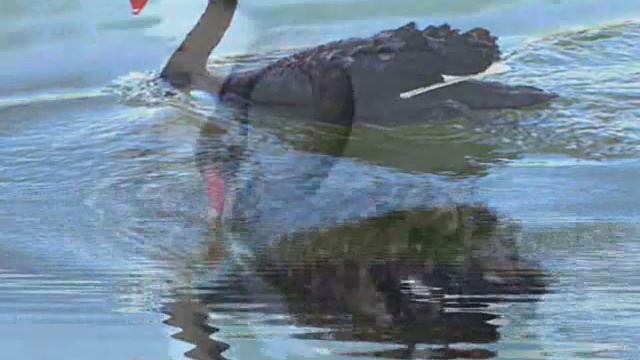 Черный лебедь. Черные лебеди. смотреть онлайн