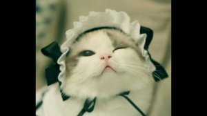 Песня Котик.