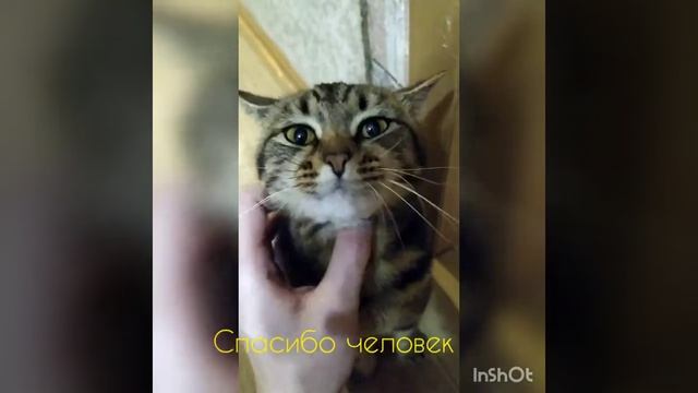 Глажу котика на протяжении 1 минуты смотреть онлайн