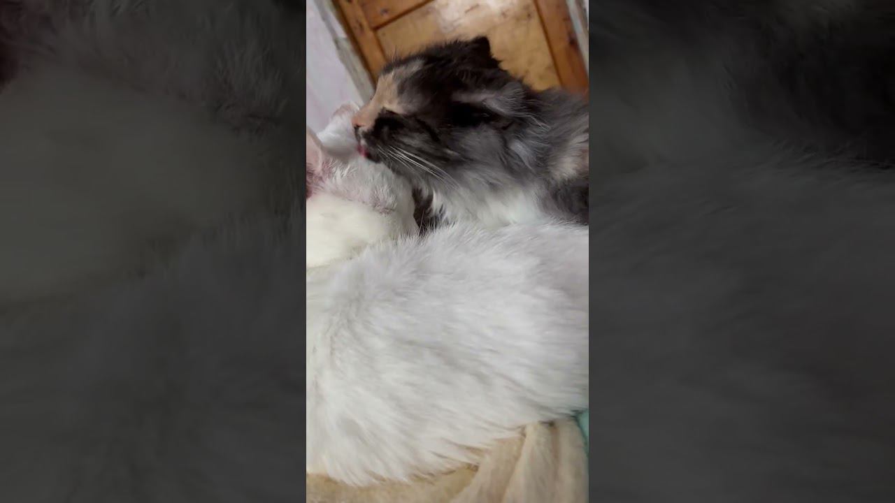 Просто минутка кошачьей нежности