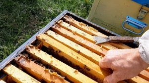 Какой изолятор маток лучше