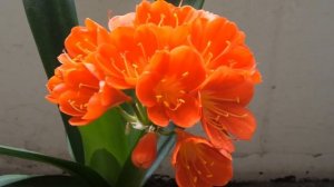 Выращивание комнатных цветов как бизнес