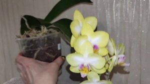 Phal. Yen Shuai Sweet Girl 'Shiny Girl'. Сладкая . Фаленопсис
