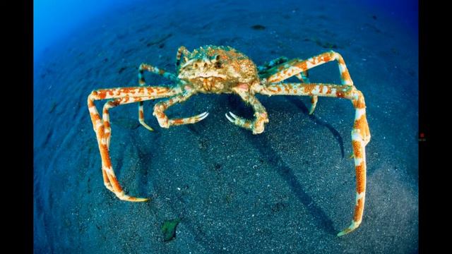 Топ 5 самых редких животных смотреть онлайн