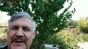смола на стволе абрикоса.Камедетечение что делать. #садогород #камедь