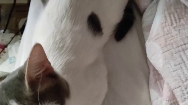 Вы должны знать, как под шумок принемаются законы о которых вы, возможно, не услышите.