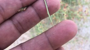 Camelthorn plant - Alhagi maurorum plant find in Dubai Desert