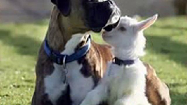 Друг в беде не бросит смотреть онлайн