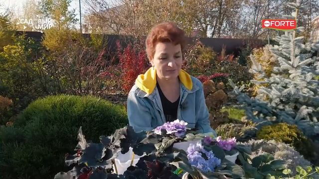 Ваши фиалки будут цвести круглый год! Как правильно ухаживать и подкармливать фиалки удобрениями