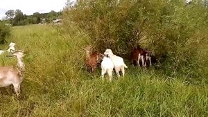 Какое сено заготовили и сколько своим козам