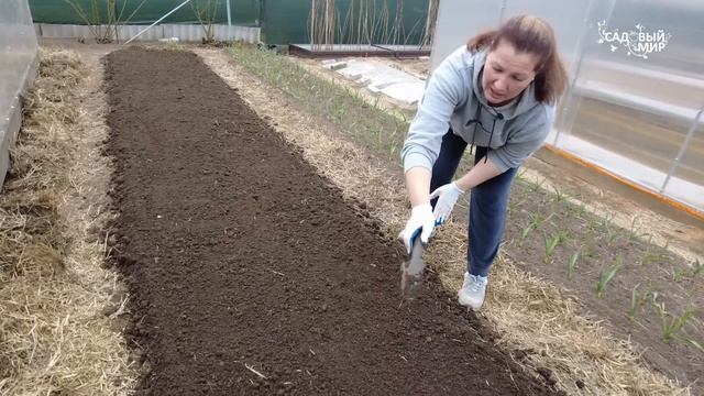 Арбузы и дыни  на такой волшебной грядке вырастут  в открытом грунте даже в холоде.