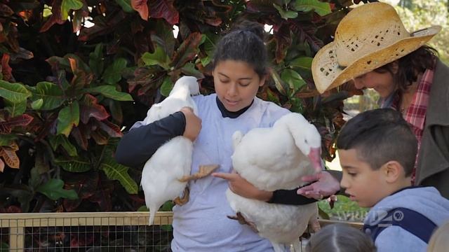 Animal Farm | Virtual Field Trip | KidVision Pre-K смотреть онлайн