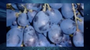 Виноград Ришелье