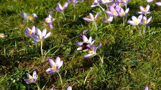 Krokus und Bienen Lumia Kamera
