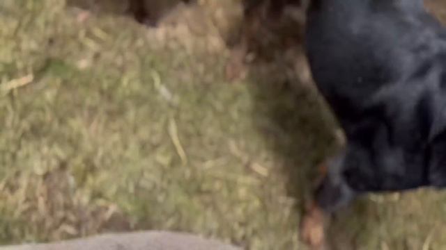 Friday pack’s Christmas Santa shoot смотреть онлайн