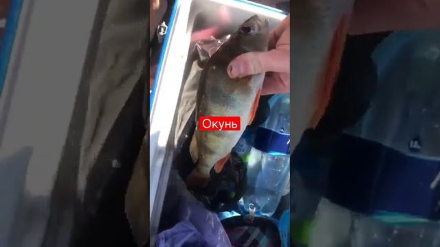 Рыбалка на Реке Молога