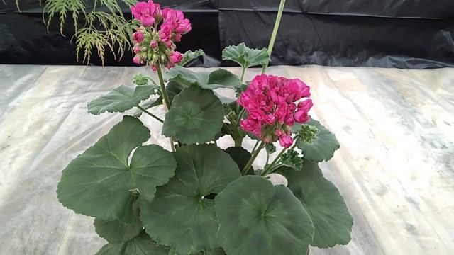 #21.Описание сорта Hope J P Bartlet. смотреть онлайн