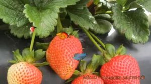 Земляника садовая Монтерей (fragaria ananassa) ? обзор: как сажать, рассада земляники Монтерей