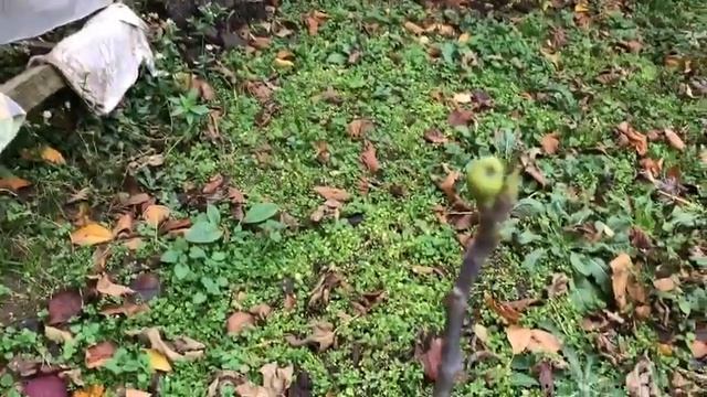 #Инжир.#позитивыжизниютубольгаклимова смотреть онлайн