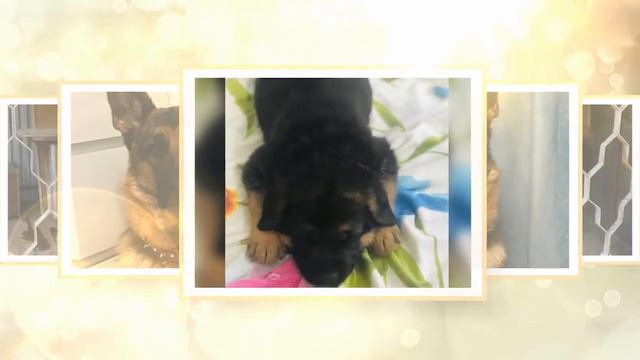 Мои любимые питомцы. Собаки | Онлайн фотовыставка домашних животных смотреть онлайн