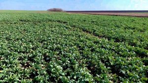 Оценка перезимовки озимого рапса. Чем удобрять ОЗИМЫЙ РАПС после морозной зимы?