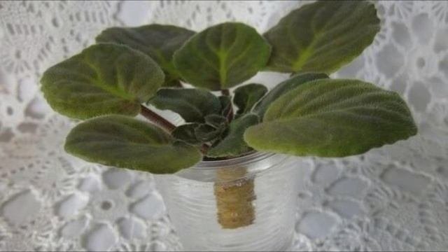 Чтобы фиалки лучше цвели