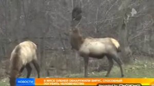 Это правда что может начаться зомби апокалепсис