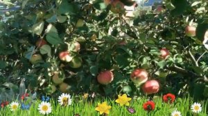 Яблоня обыкновенная Орлинка ? Обзор: посадка и уход. крупномеры яблони: описание и особенности