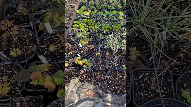 ПРОВЕРЕННЫЙ СПОСОБ зимовки саженцев. Видео от 12 ноября. смотреть онлайн