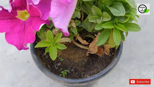 Petunia Plant Care In Winter | पेटूनिया प्लांट की देखभाल | Plantation 4 Home