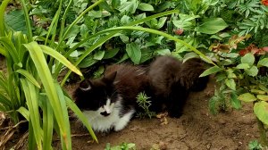 Котята играют в саду.