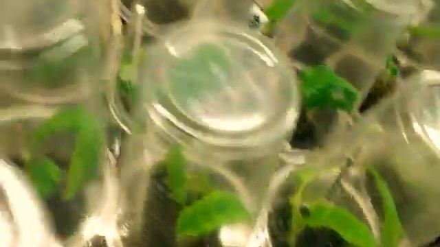 ВЫРАЩИВАНИЕ ЦВЕТОВ НА СТЕЛЛАЖАХ