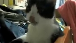 Кошка чихает