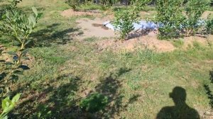 Самый надёжный капельный полив на плантации голубики. Посадка клубники в 30 градусную жару.