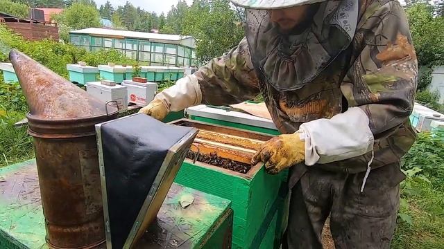 Инструмент для ловли пчел. Проверяем ловушки для пчел видео. Ловля роев пчел ловушками 2023. Проверяем ловушки для пчел видео. Ловушки для роев пчел.