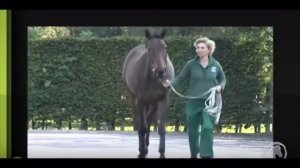 хромота лошади на передние ноги