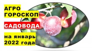 Агрогороскоп садовода на январь 2022 года