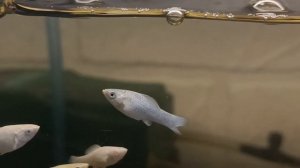 Новинка 🐠:Велифера Платина,Пецилия,Гуппи Малахит🤑