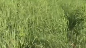 Июнь Бахта  Поездка за черемшой + в конце бонус