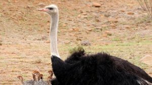 ИНТЕРЕСНЫЕ ФАКТЫ ПРО СТРАУСА