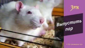 6 крыс из медицинской академии в очередной раз  доказали  вред вейпов
