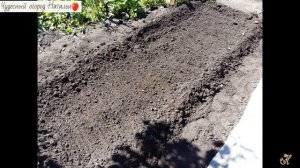 ?⚘Почему в саду не  растут астры