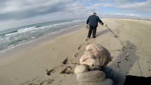 Пляжный коп в Крыму на побережье Чёрного моря.