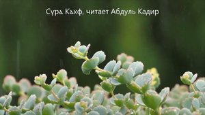 СУРА КАХФ читает АБДУЛЬКАДИР. ДУШЕВНОЕ ЧТЕНИЕ СУРЫ КАХФ. ЧИТАЙТЕ ЕЕ ПО ПЯТНИЦАМ.