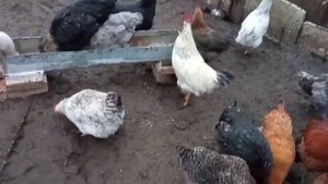 Новая кормушка для кур, чтобы не было перерасхода корма