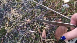 Собираем грибы. Поселок Пыра Нижегородская область.